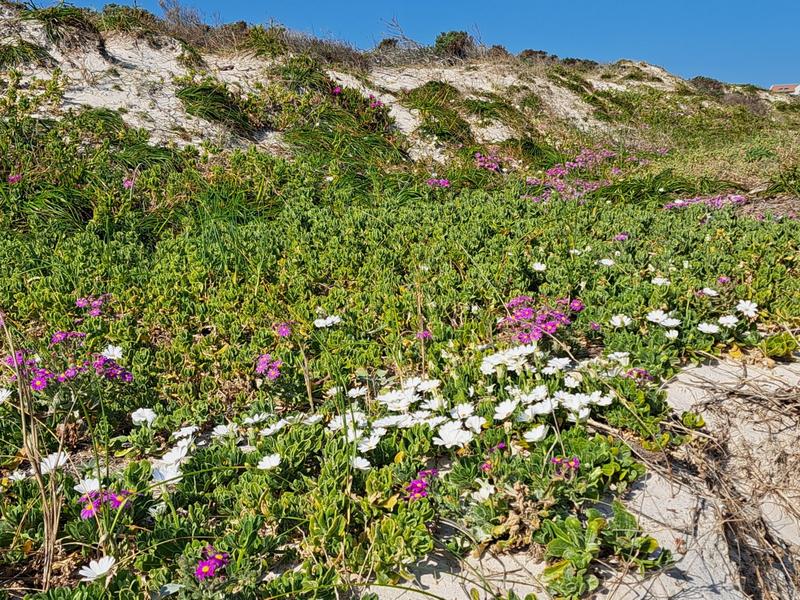 6 Bedroom Property for Sale in Kleinbaai Western Cape